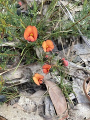 Gompholobium uncinatum