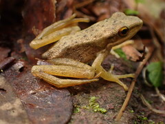 Chalcorana chalconota