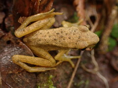 Chalcorana chalconota