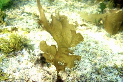 Undaria pinnatifida