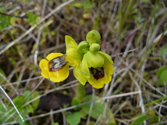 Ophrys lutea