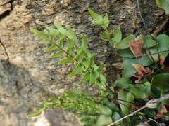 Pellaea calidirupium