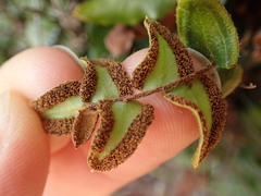 Pellaea calidirupium