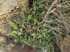 Pellaea calidirupium