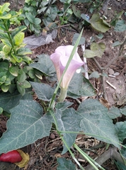 Datura