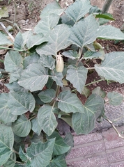 Datura