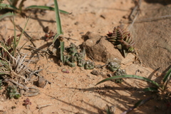 Crassula capitella thyrsiflora