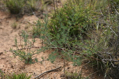 Asparagus spinescens
