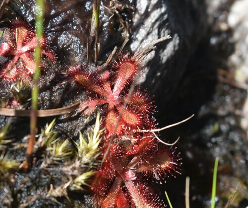Garden Route Sundew (Drosera venusta)