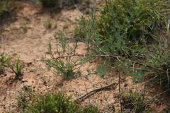 Asparagus spinescens