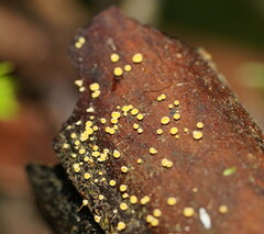 Lachnum pteridophyllum