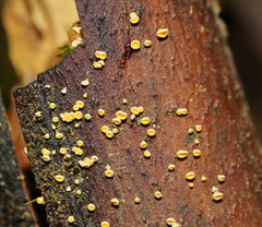 Lachnum pteridophyllum