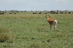 Alcelaphus buselaphus cokii