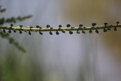 Acacia uncinata