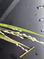Panicum repens