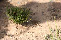 Felicia muricata