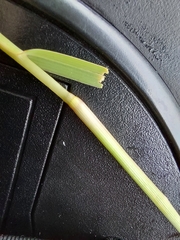 Panicum repens