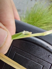 Panicum repens