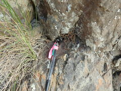 Asplenium subglandulosum