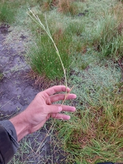 Panicum repens