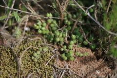 Curio rowleyanus
