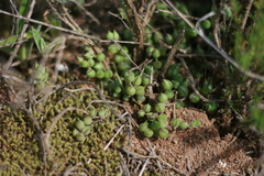 Curio rowleyanus