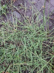 Panicum repens