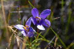 Cheiranthera alternifolia
