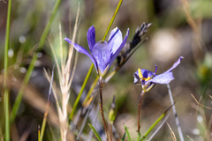Cheiranthera alternifolia