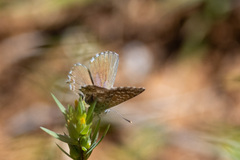 Theclinesthes serpentata