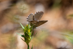 Theclinesthes serpentata