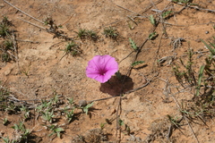 Ipomoea crassipes