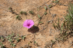 Ipomoea crassipes