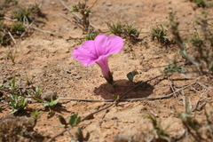 Ipomoea crassipes