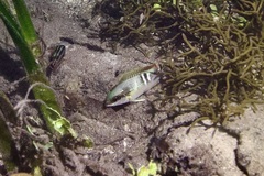 Scolopsis margaritifera