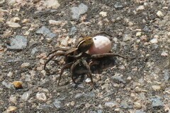 Artoriopsis