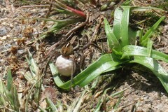 Artoriopsis