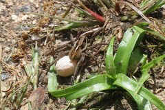 Artoriopsis
