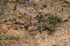 Trichodiadema barbatum