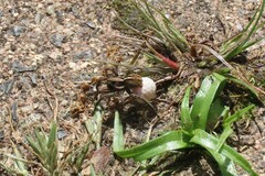 Artoriopsis