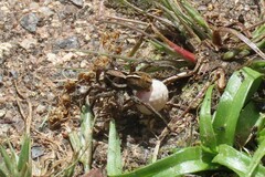 Artoriopsis