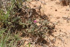 Trichodiadema barbatum