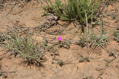 Trichodiadema barbatum