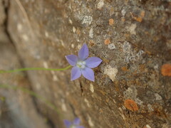 Wahlenbergia violacea