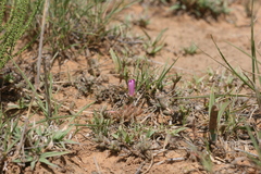 Trichodiadema barbatum