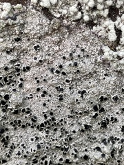 Lecidella