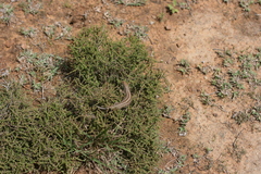 Trachylepis capensis