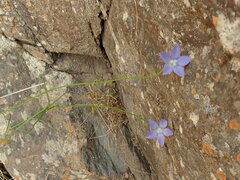 Wahlenbergia violacea