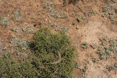 Trachylepis capensis