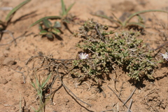 Delosperma testaceum